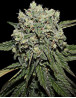 Hard Diesel