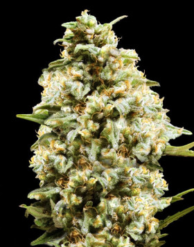 Auto Critical - 1€ Semilla - Envíos 24 horas - SemillasLowCost