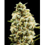 Auto Critical - 1€ Semilla - Envíos 24 horas - SemillasLowCost