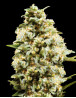Auto Critical - 1€ Semilla - Envíos 24 horas - SemillasLowCost
