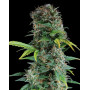 Auto Somango - 1€ la Semilla - Envío Gratis 24H - SemillasLowCost