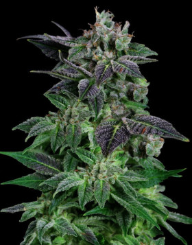 Auto Widow - Los Más Baratos y Rápidos