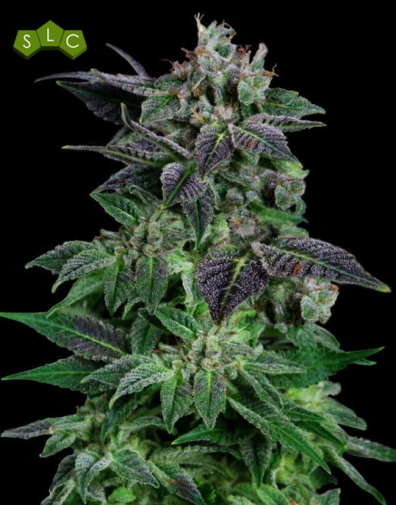 Auto Widow - Los Más Baratos y Rápidos