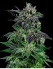 Auto Widow - Los Más Baratos y Rápidos