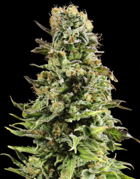 Auto Super Skunk - Las Más Baratas