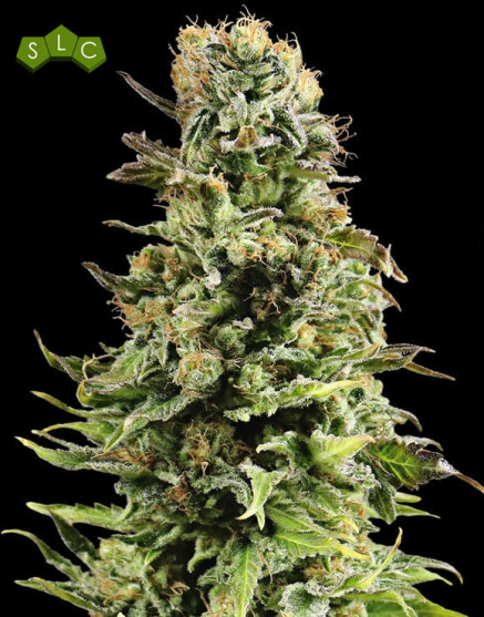 Auto Super Skunk - Las Más Baratas