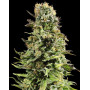 Auto Super Skunk - Las Más Baratas