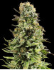 Auto Super Skunk - Las Más Baratas