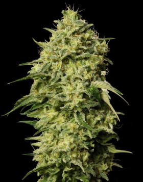 Auto Amnesia
