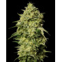Auto Amnesia