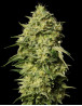 Auto Amnesia