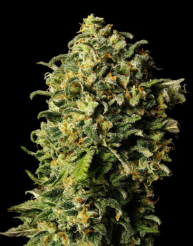 Auto Haze