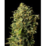 Auto Haze