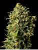 Auto Haze