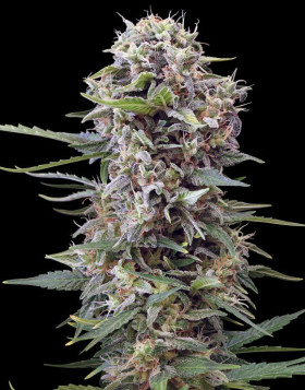 Auto Cheese Gea Seeds
