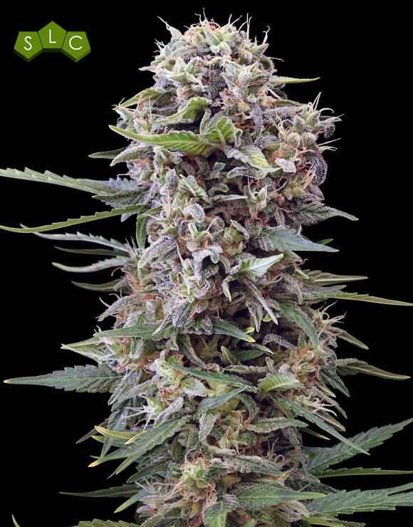 Auto Cheese Gea Seeds