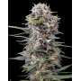 Auto Cheese Gea Seeds