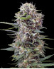 Auto Cheese Gea Seeds