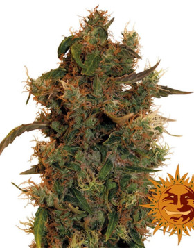 8 Ball Kush - Info y Venta