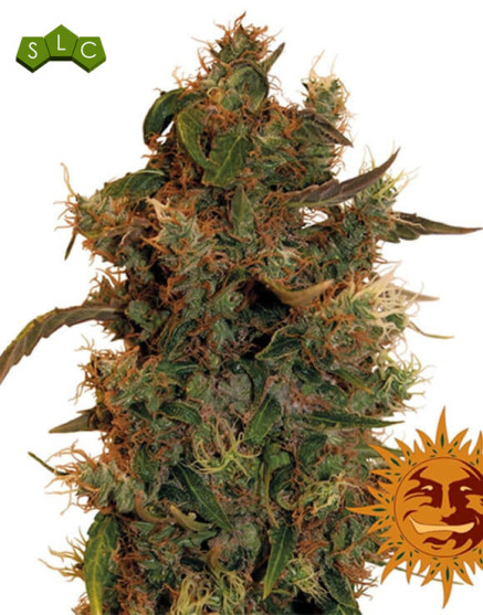 8 Ball Kush - Info y Venta