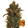 8 Ball Kush - Info y Venta