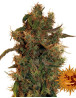8 Ball Kush - Info y Venta