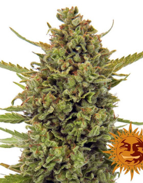 Acapulco Gold - Oferta