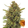 Acapulco Gold - Oferta