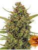 Acapulco Gold - Oferta