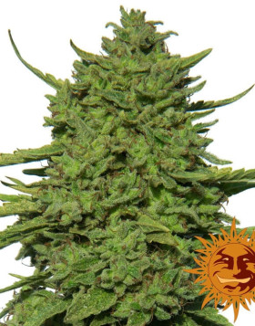 Amnesia Lemon - Los Más Rápidos
