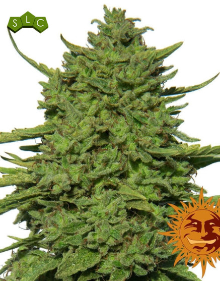 Amnesia Lemon - Los Más Rápidos