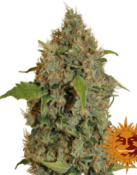 Semillas Chronic Thunder - Envío 24 horas - SemillasLowCost