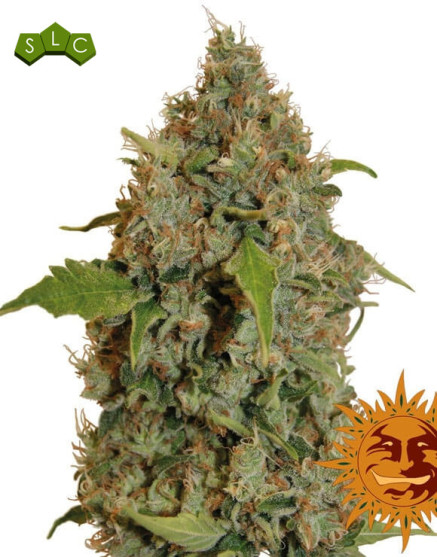 Semillas Chronic Thunder - Envío 24 horas - SemillasLowCost
