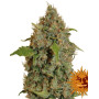 Semillas Chronic Thunder - Envío 24 horas - SemillasLowCost