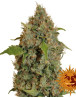 Semillas Chronic Thunder - Envío 24 horas - SemillasLowCost