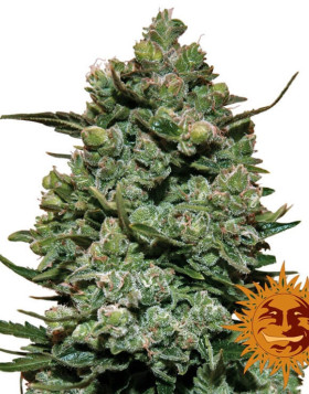 Cookies Kush - Recibelas en 24/48 H