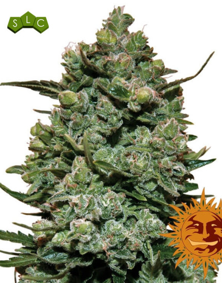 Cookies Kush - Recibelas en 24/48 H