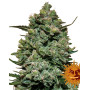 Cookies Kush - Recibelas en 24/48 H