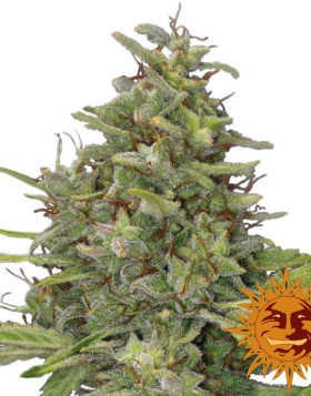 G13 Haze - Pura Potencia - ¡A la venta!