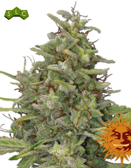 G13 Haze - Pura Potencia - ¡A la venta!