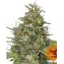 G13 Haze - Pura Potencia - ¡A la venta!