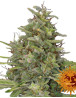 G13 Haze - Pura Potencia - ¡A la venta!