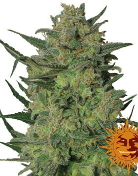 Semillas LSD - Compra al Mejor Precio