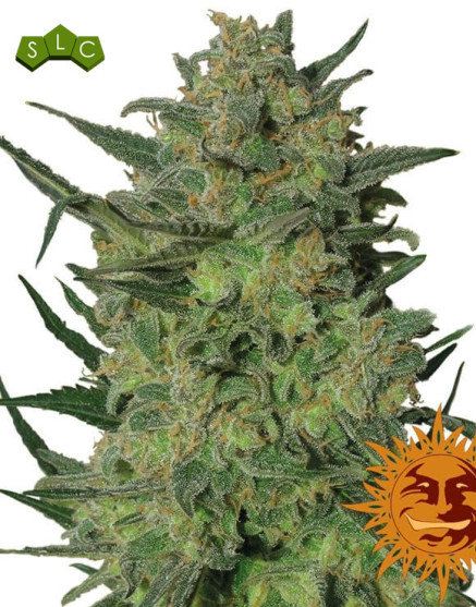 Semillas LSD - Compra al Mejor Precio