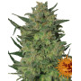 Semillas LSD - Compra al Mejor Precio