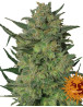 Semillas LSD - Compra al Mejor Precio