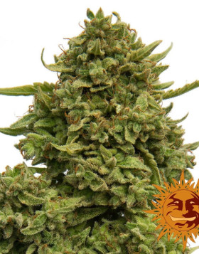 Pineapple Chunk Feminizada - Envío a Domicilio