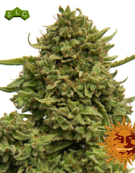Pineapple Chunk Feminizada - Envío a Domicilio