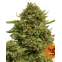 Pineapple Chunk Feminizada - Envío a Domicilio