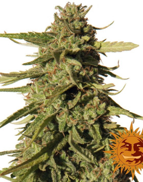 Red Cherry Berry - Los Más Rápidos
